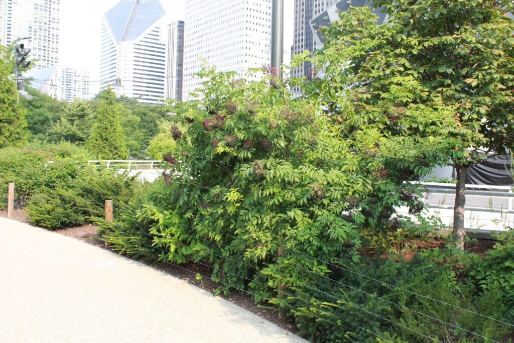 Shrubs