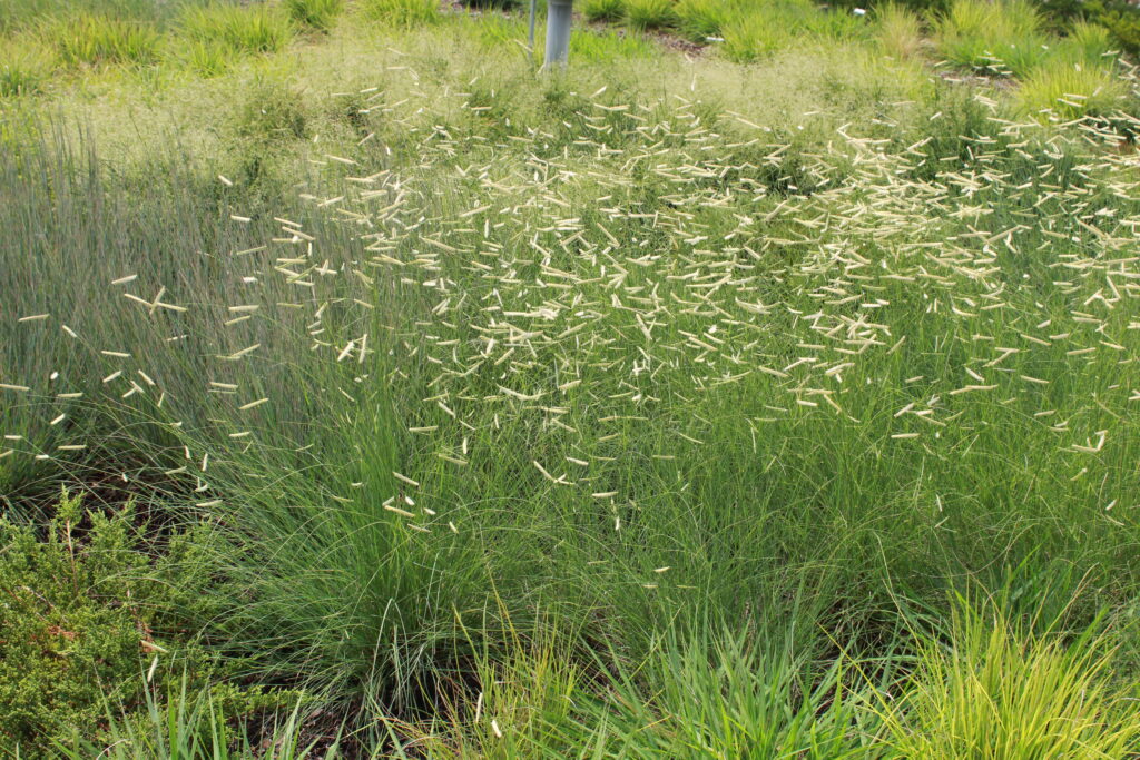 Grasses & Sedges