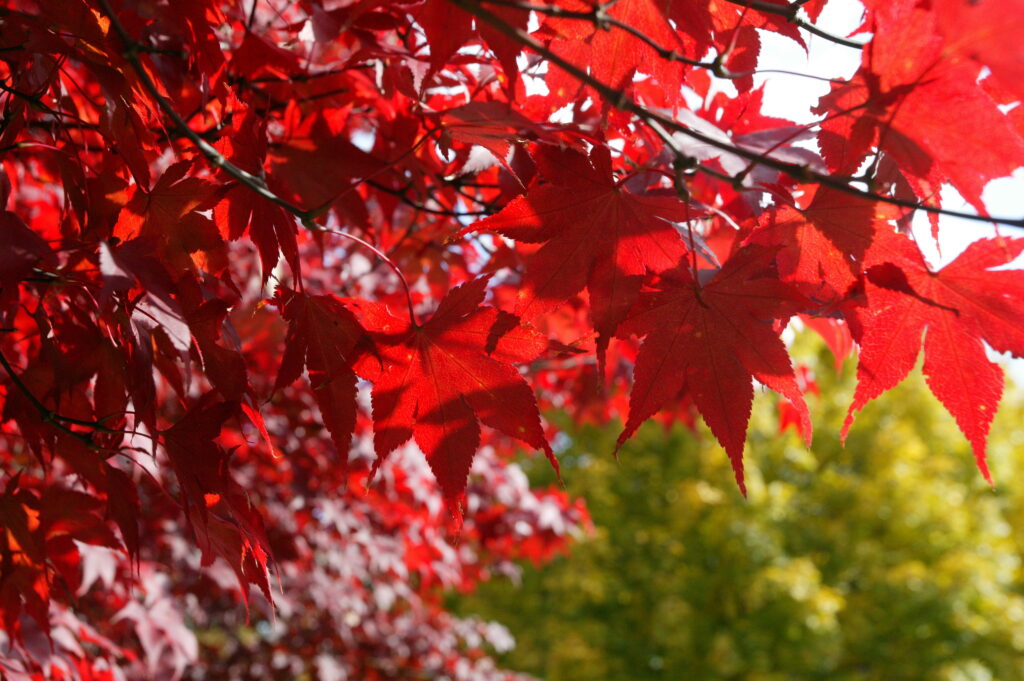 Bloodgood Japanese Maple - Image 3