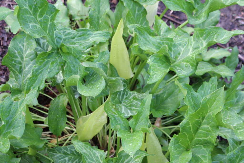 Italian Arum - Image 4