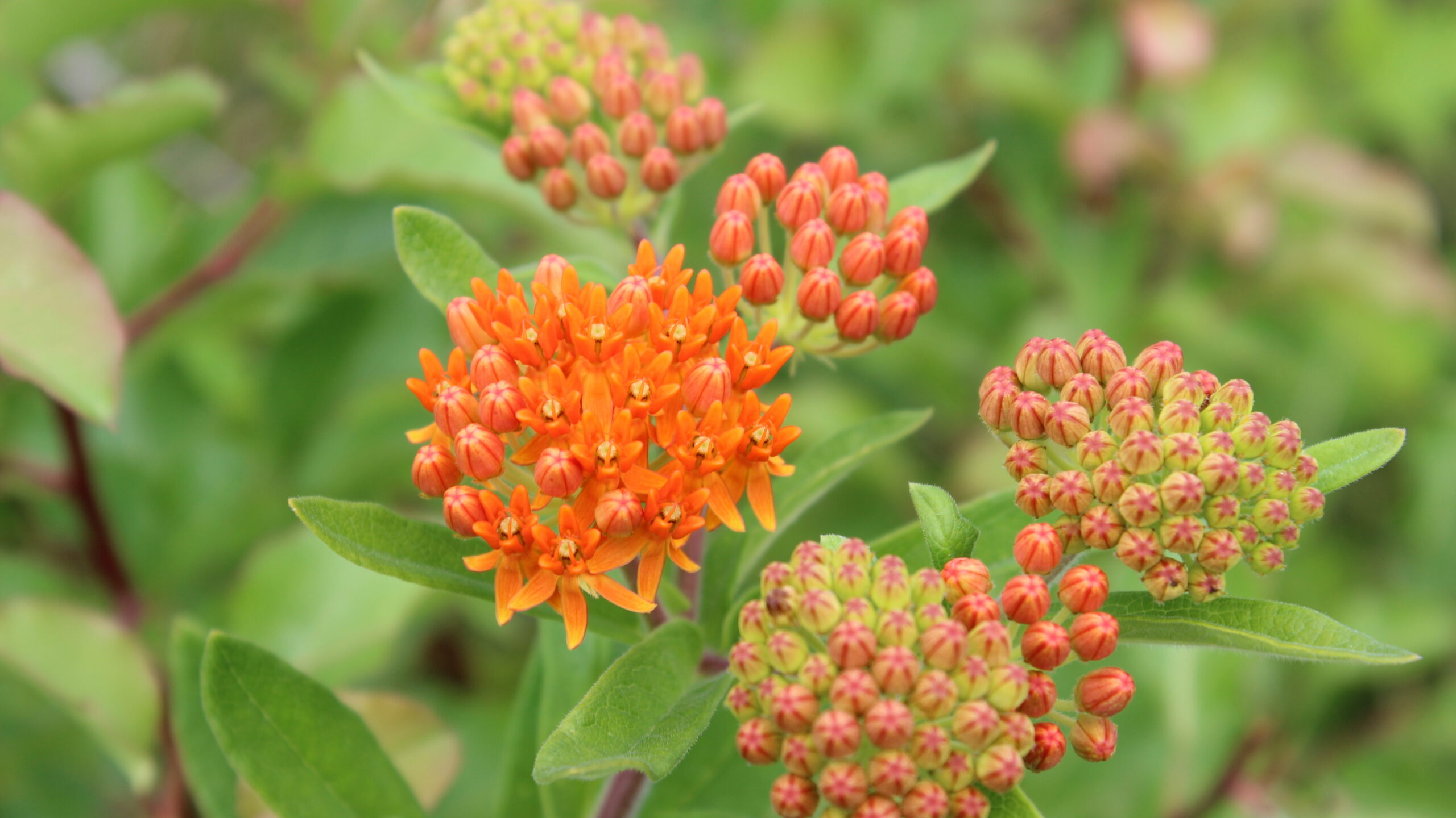 Butterflyweed - Image 2