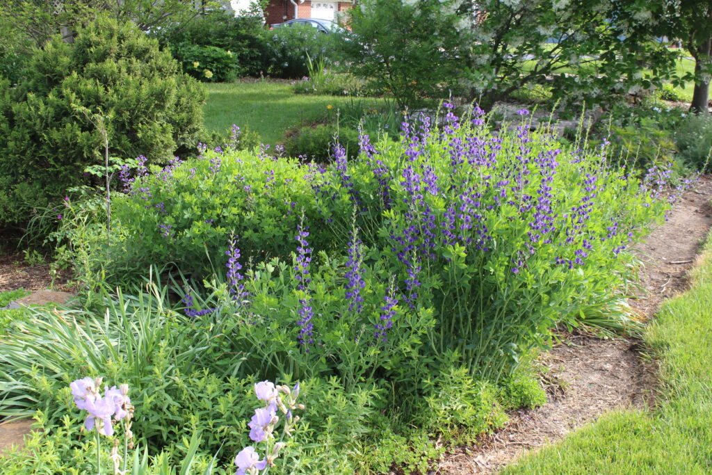 Blue False Indigo - Image 3