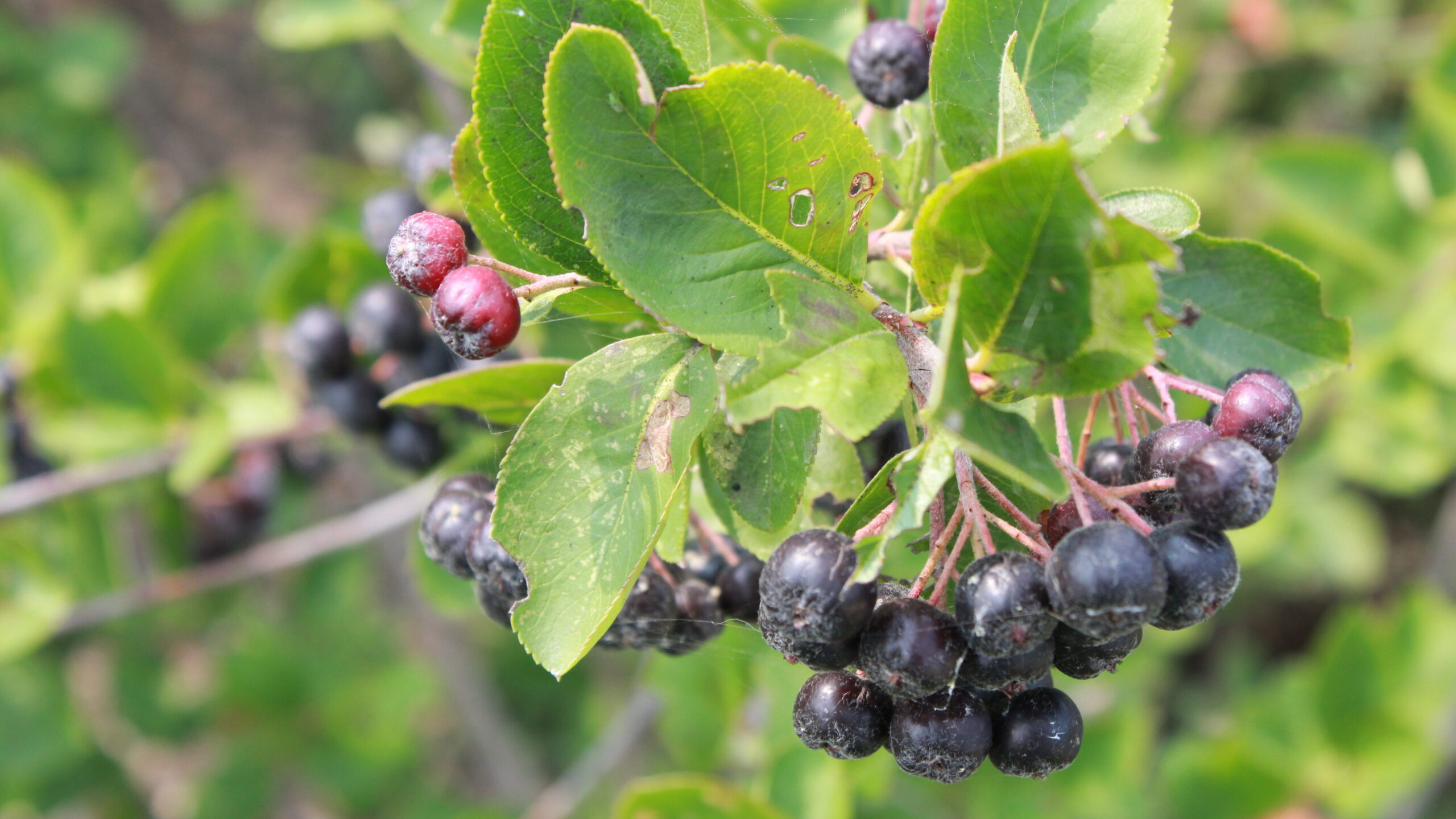 Black Chokeberry - Image 2