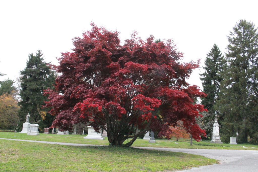 Bloodgood Japanese Maple - Image 2