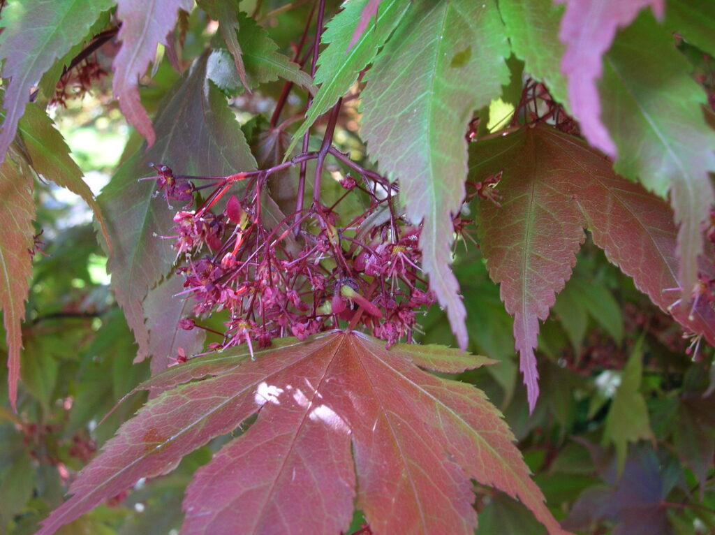 Bloodgood Japanese Maple - Image 4