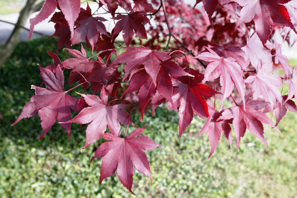 Bloodgood Japanese Maple - Image 5