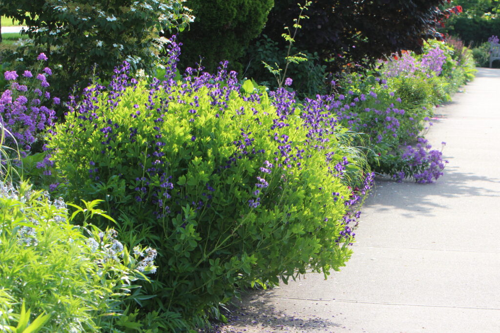 Blue False Indigo - Image 2