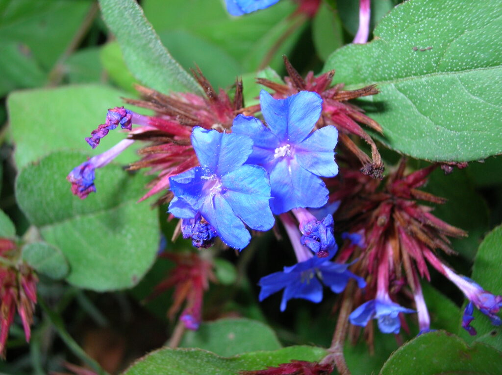 Blue Plumbago - Image 2