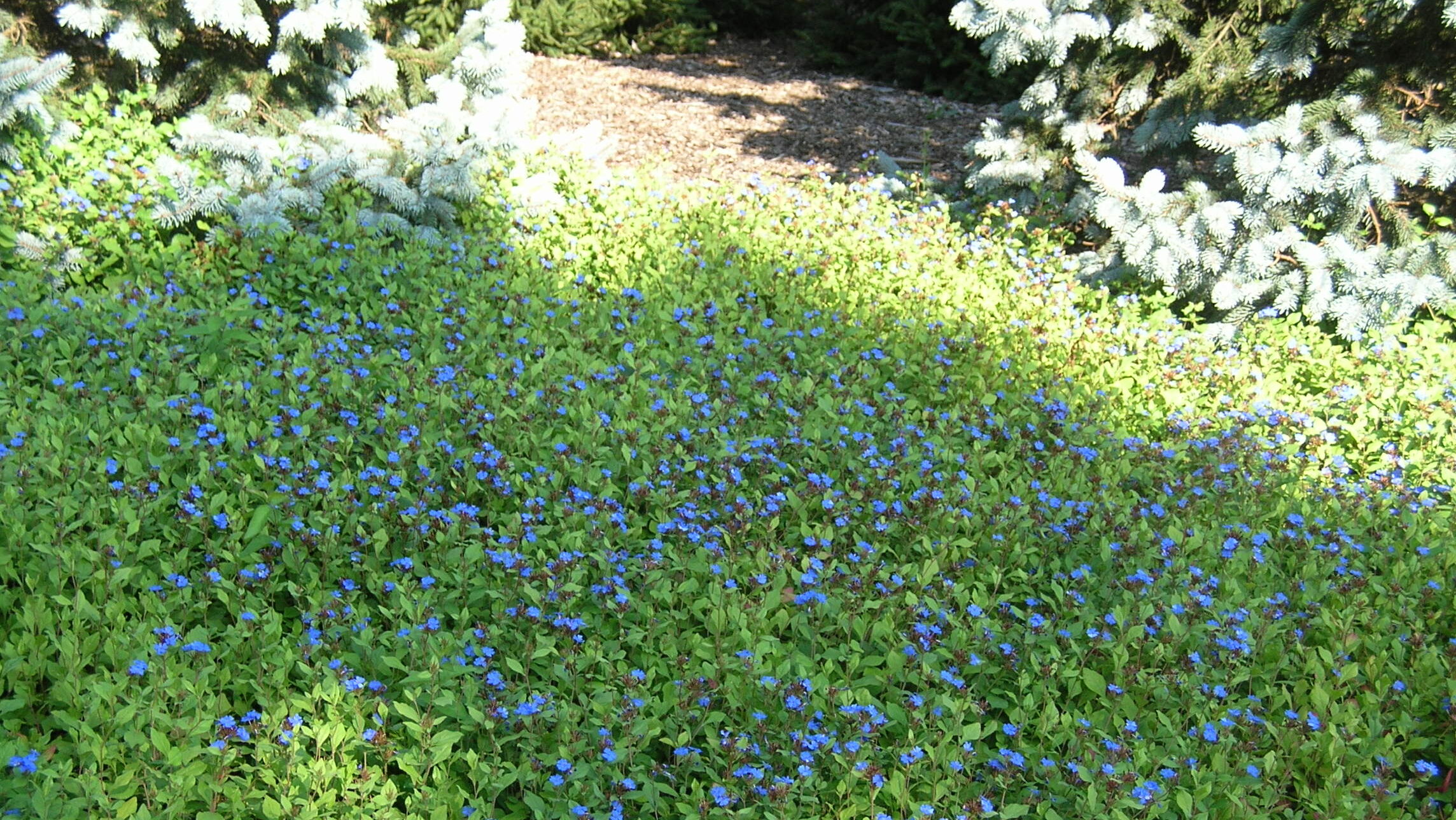 Blue Plumbago - Image 4