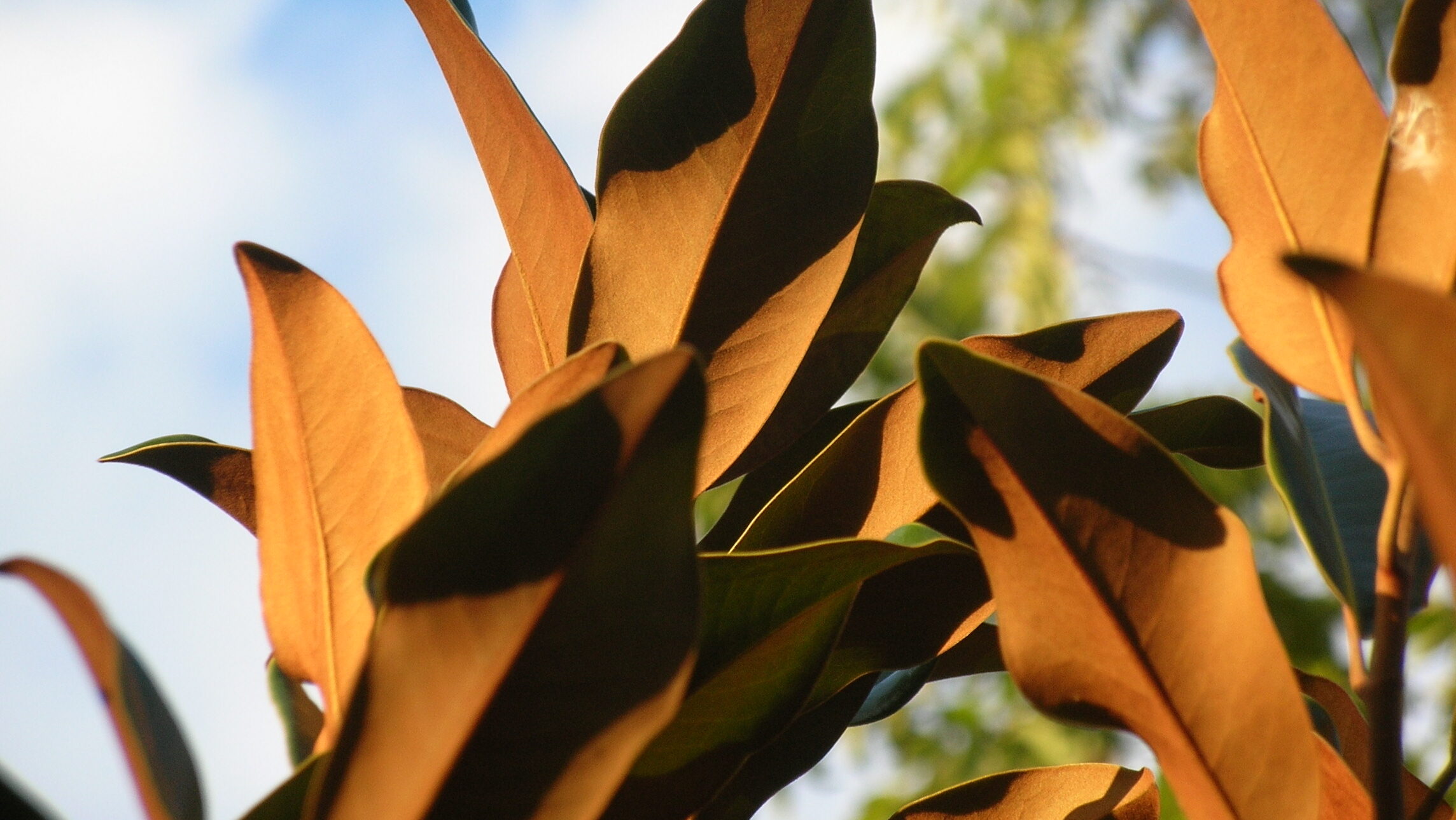 Bracken’s Brown Magnolia - Image 2