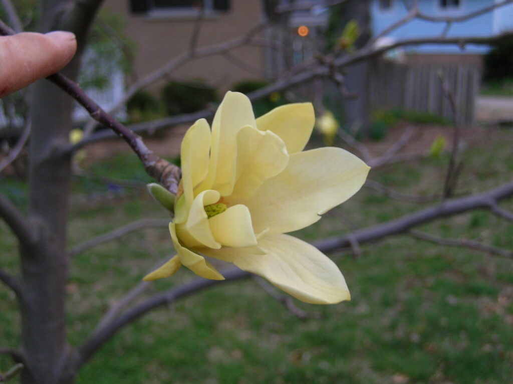 Butterflies Magnolia - Image 3