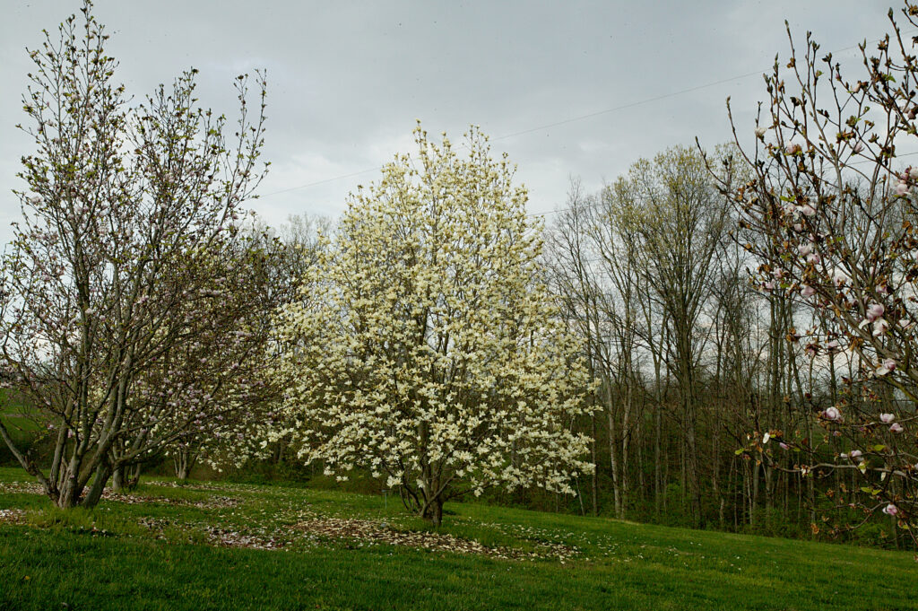 Butterflies Magnolia