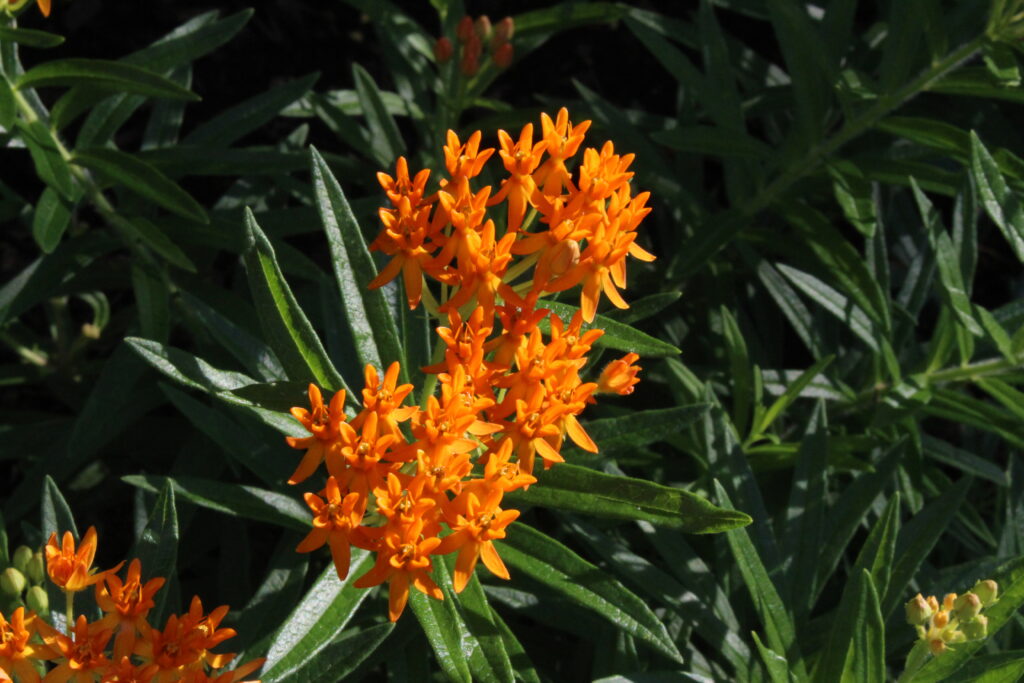 Butterflyweed - Image 3