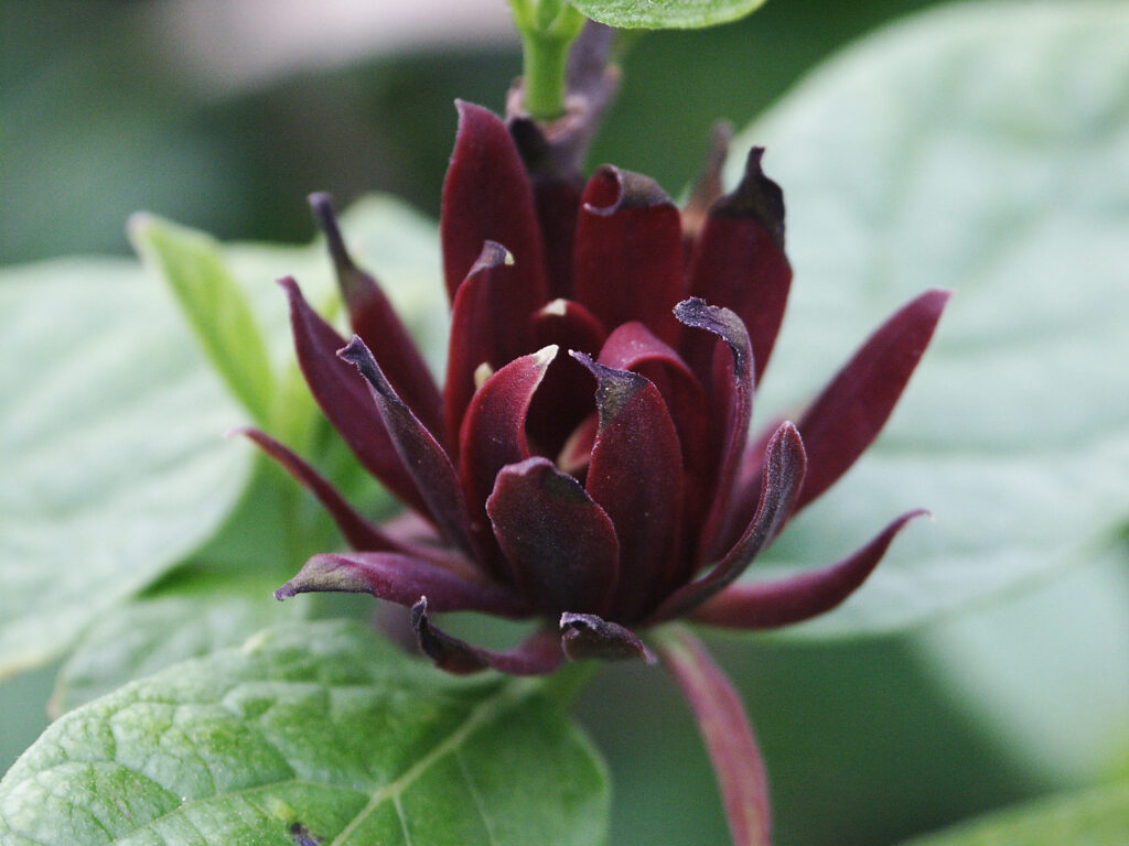 Carolina Allspice - Image 3