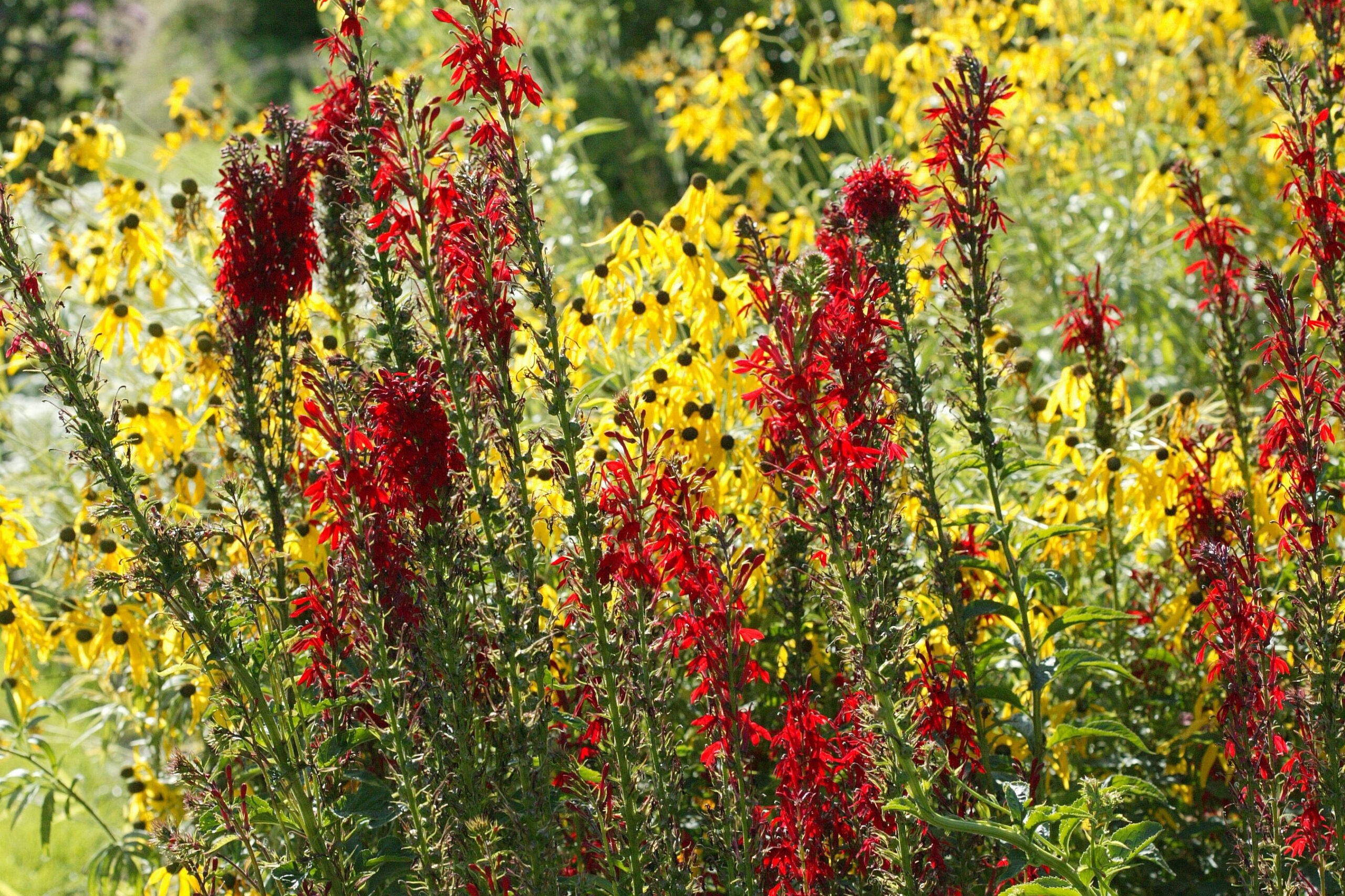 Cardinal Flower