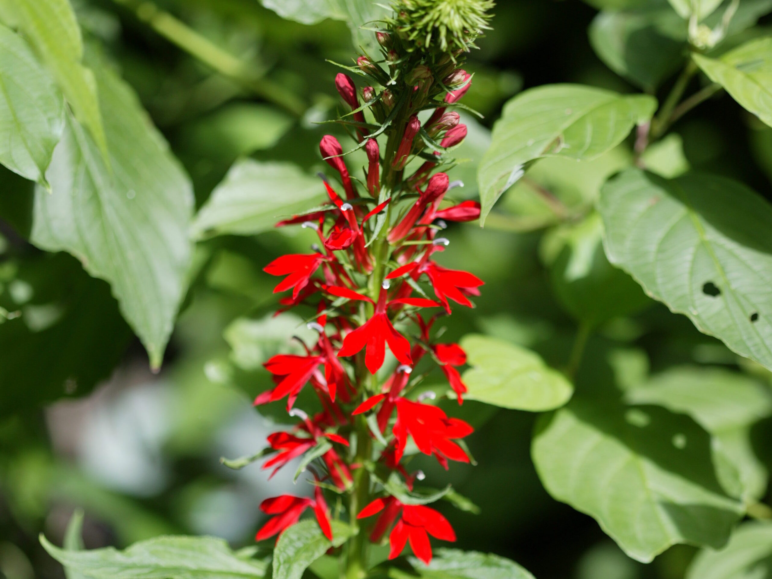 Cardinal Flower - Image 2
