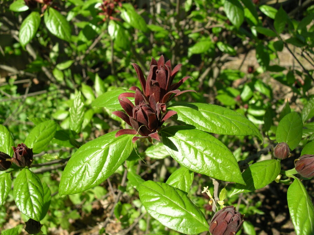 Carolina Allspice