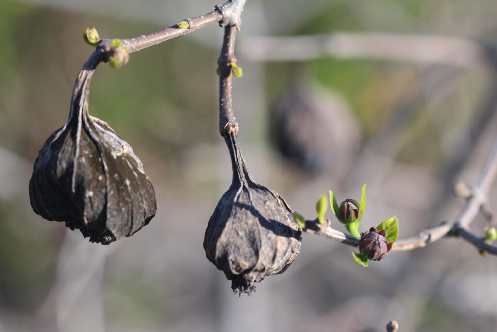 Carolina Allspice - Image 2