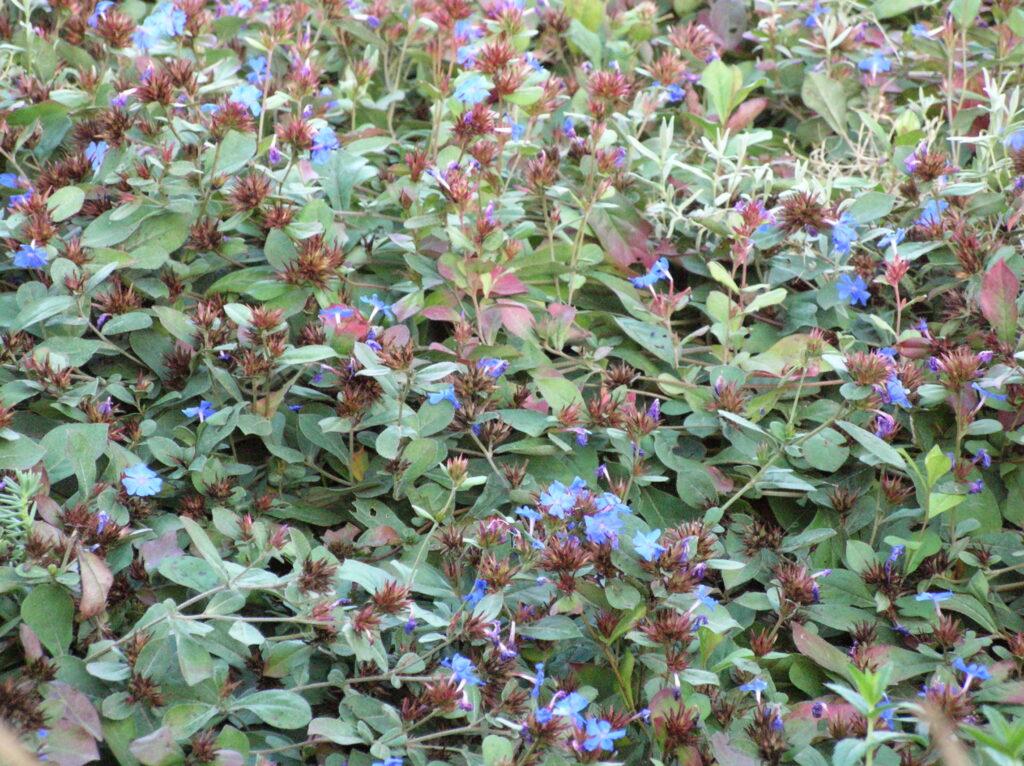 Blue Plumbago - Image 3