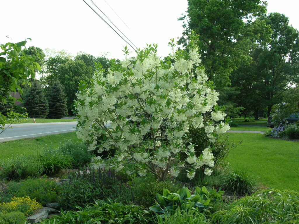 Fringetree - Image 2