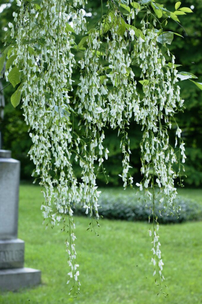Yellowwood - Image 3