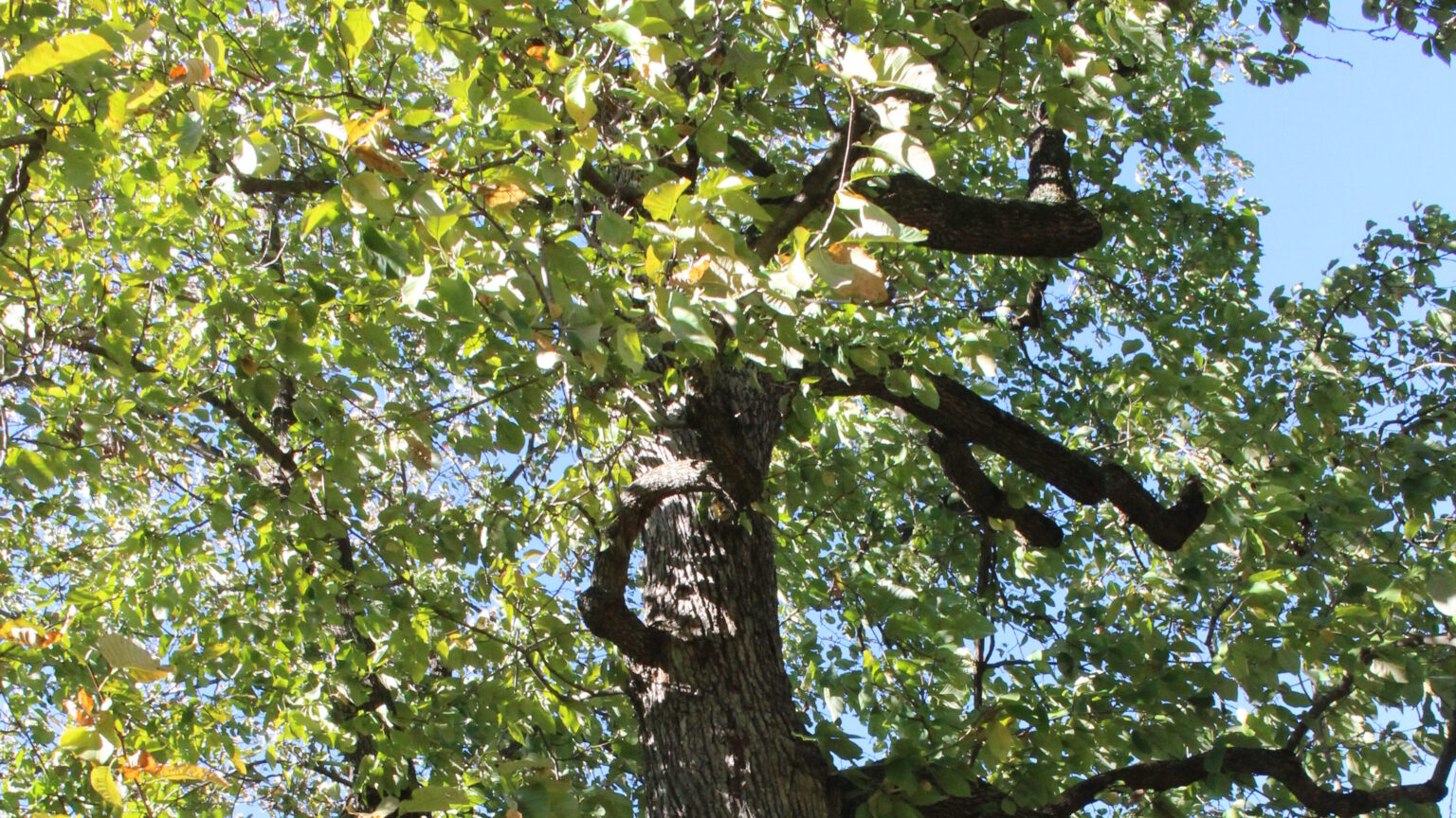 Cucumber Magnolia - Image 2