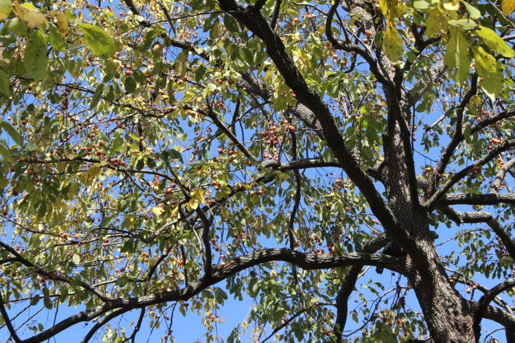Persimmon - Image 2