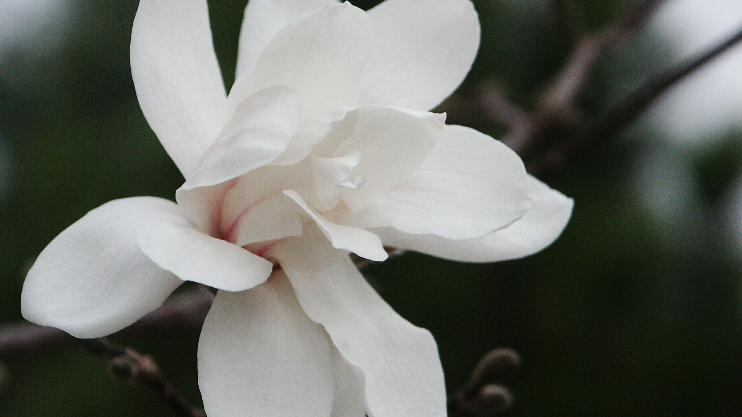Dr. Merril Magnolia - Image 2