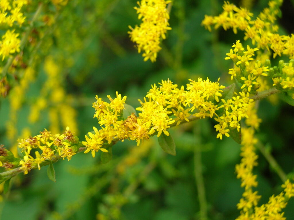 Fireworks Goldenrod - Image 2
