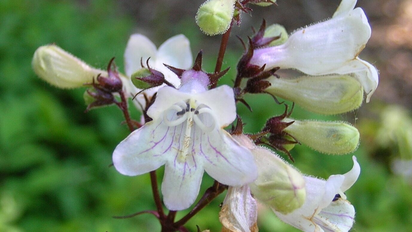 Foxglove Beardtongue - Image 2