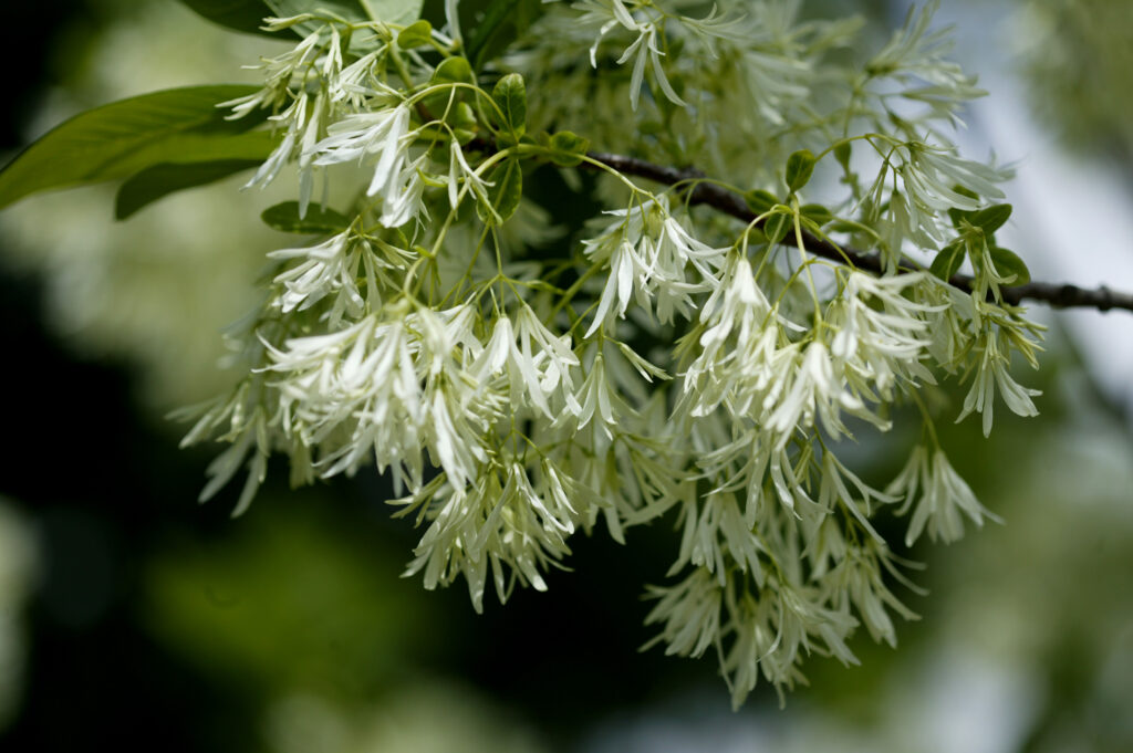 Fringetree - Image 3