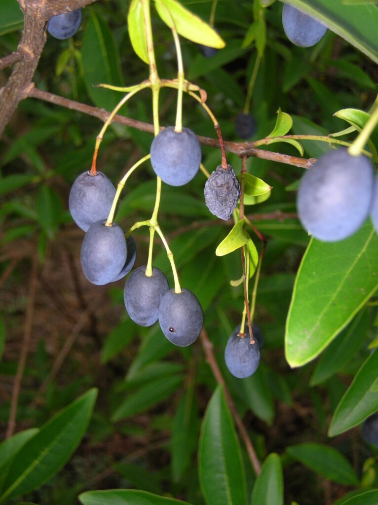 Fringetree - Image 5