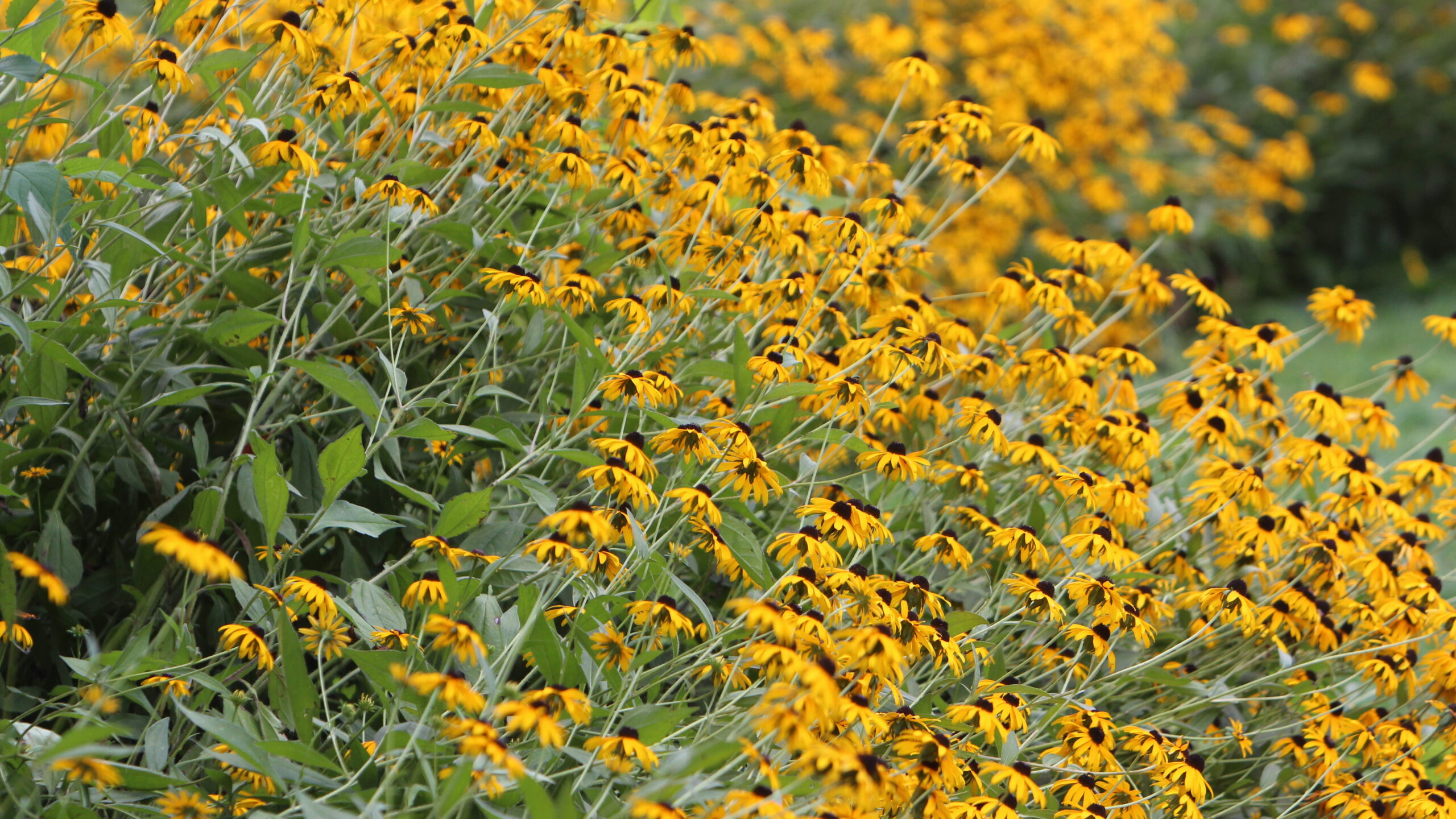 Goldsturm Black-eyed Susan - Image 4