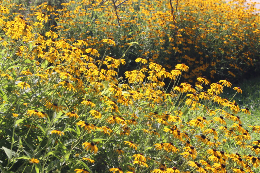 Goldsturm Black-eyed Susan - Image 2
