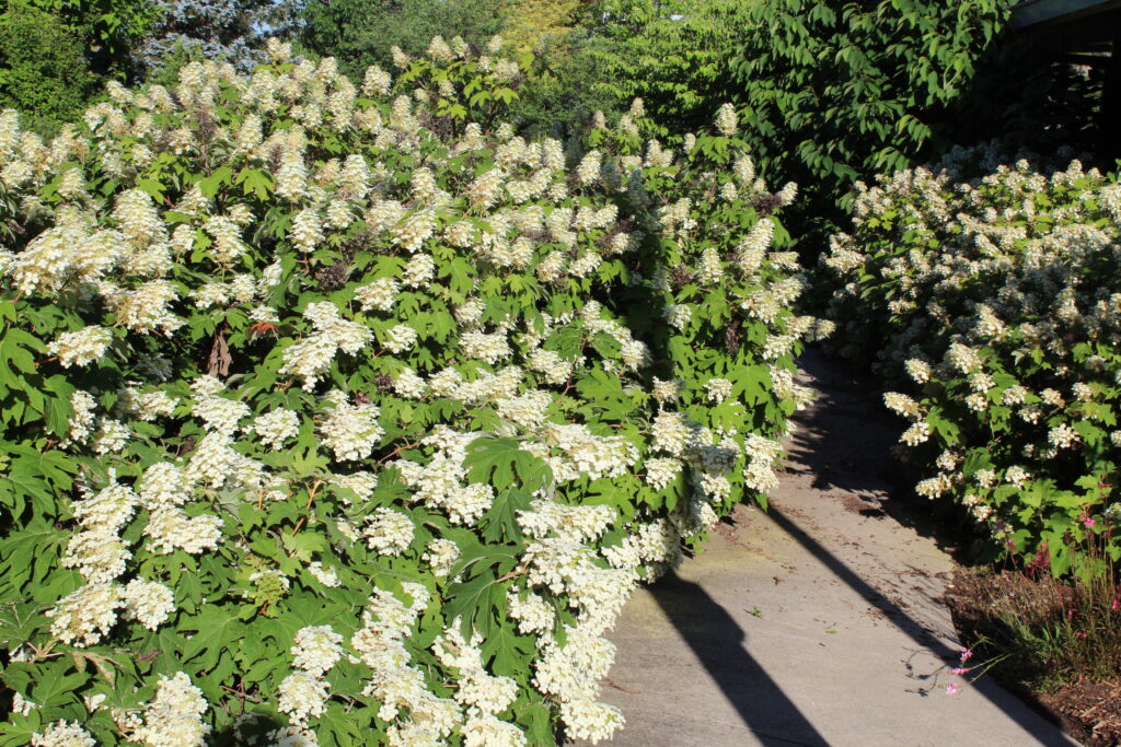 Ruby Slippers Hydrangea - Image 2