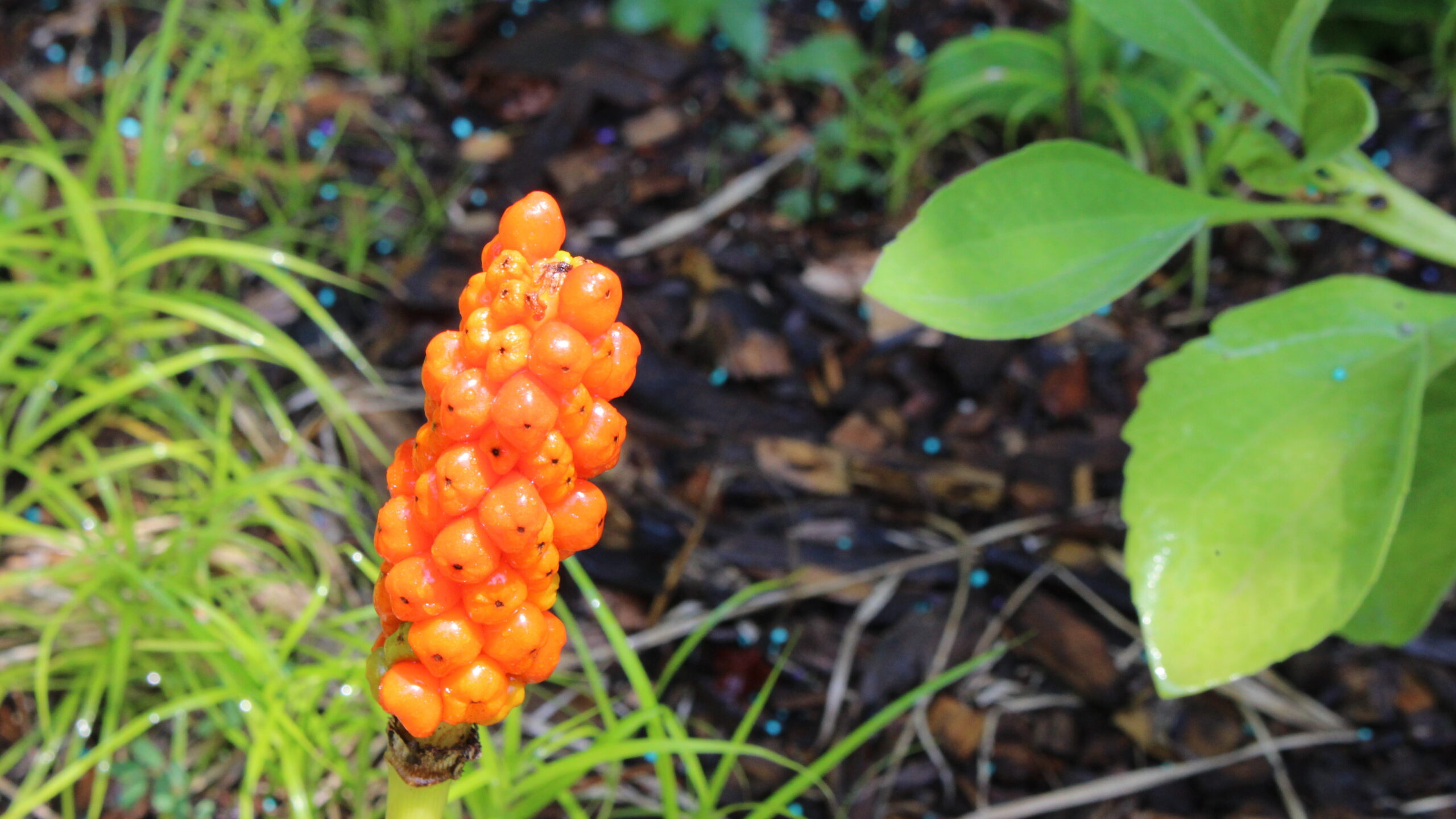 Italian Arum - Image 2