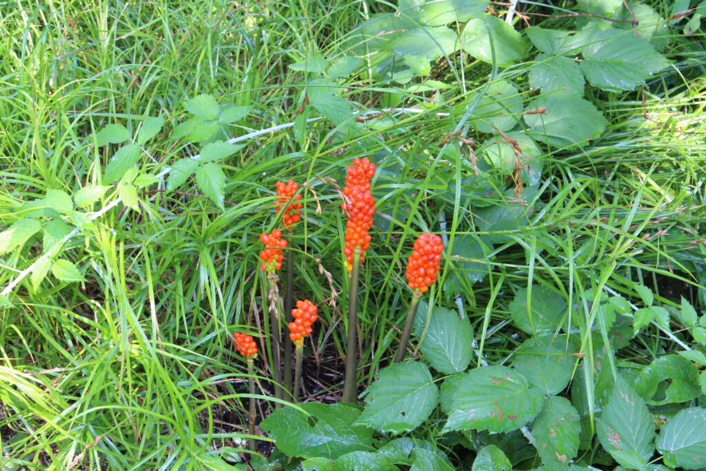 Italian Arum - Image 3
