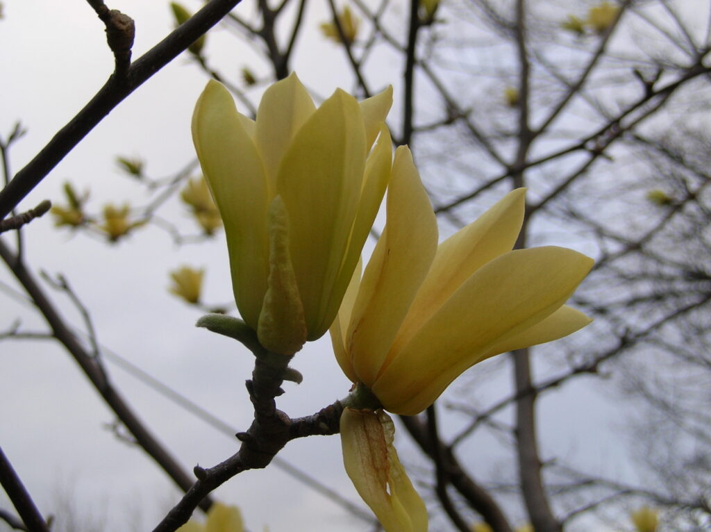 Butterflies Magnolia - Image 2