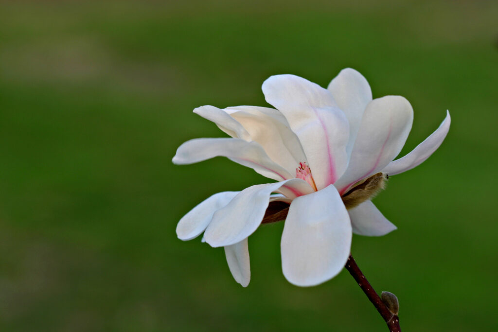 Dr. Merril Magnolia - Image 3