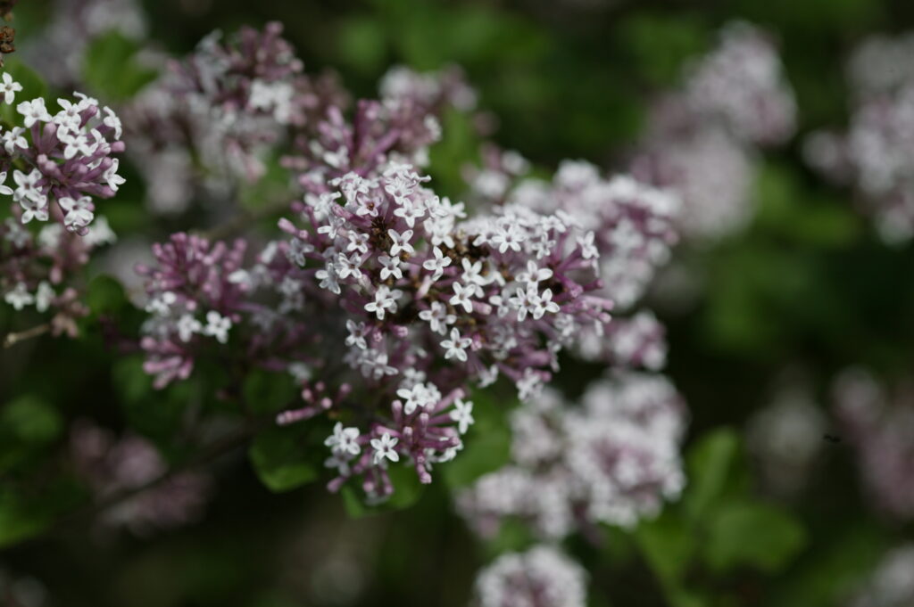Miss Kim Manchurian Lilac - Image 3