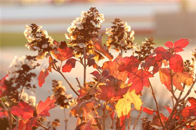 Oakleaf Hydrangea - Image 2