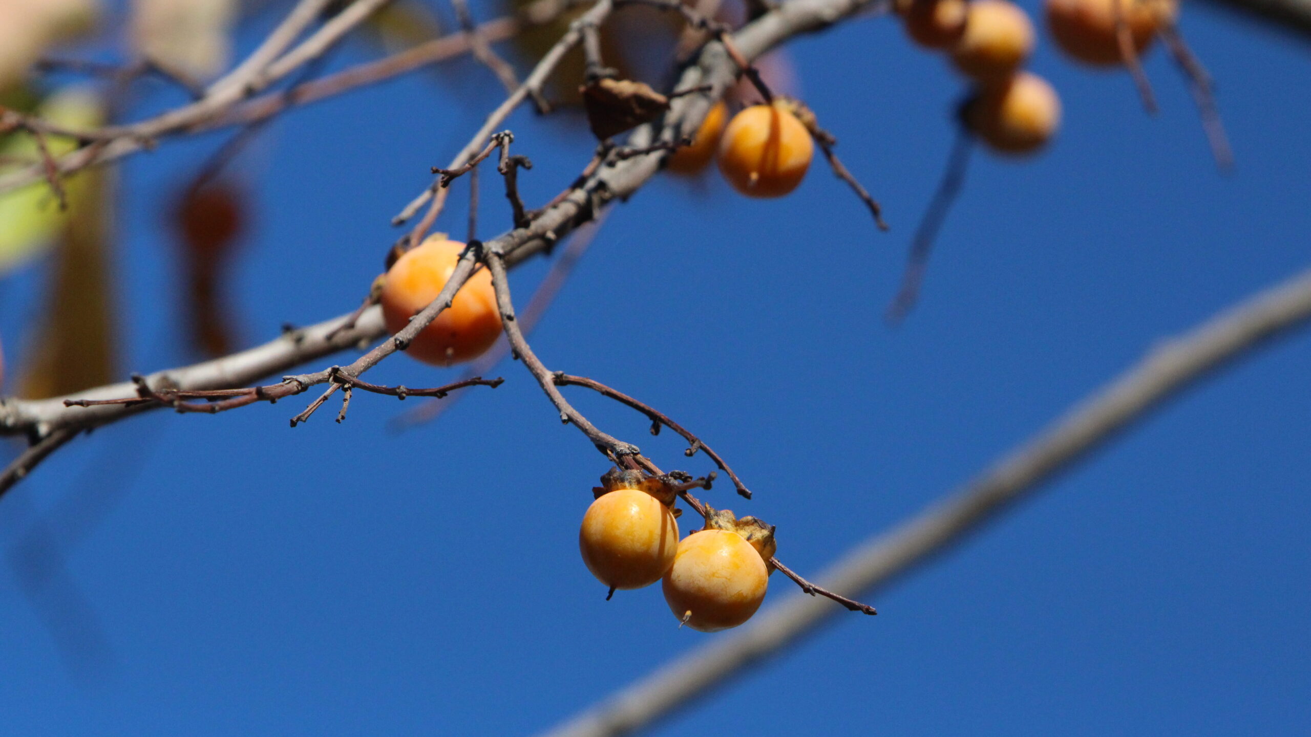 Persimmon - Image 5