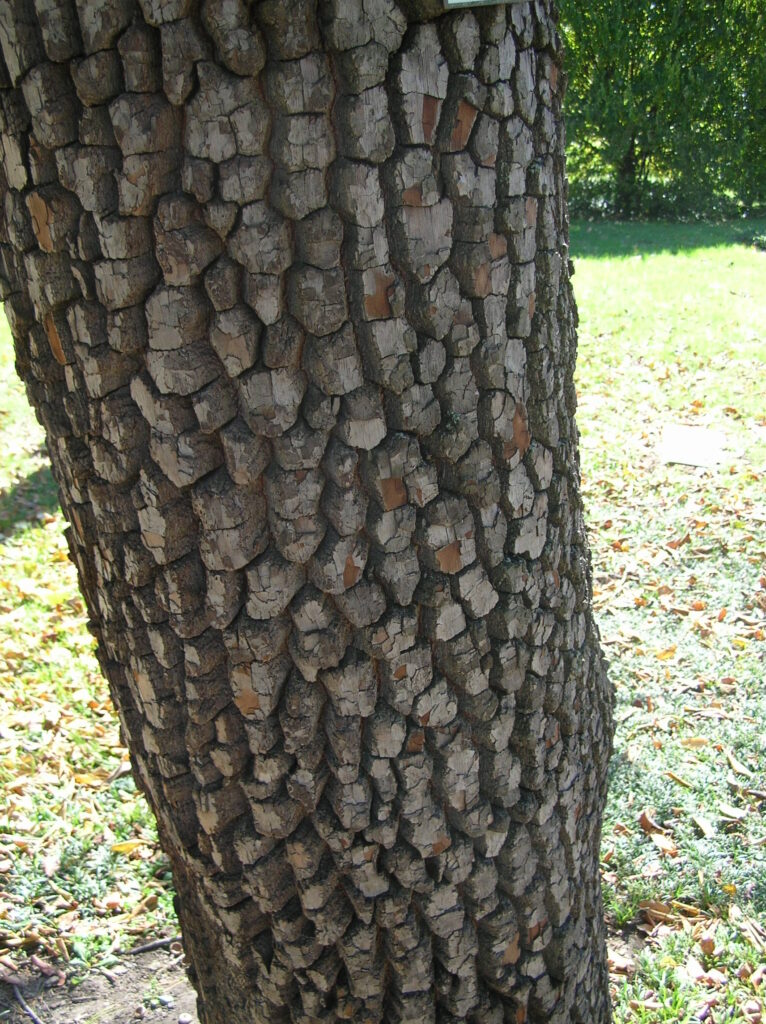 Persimmon - Image 3