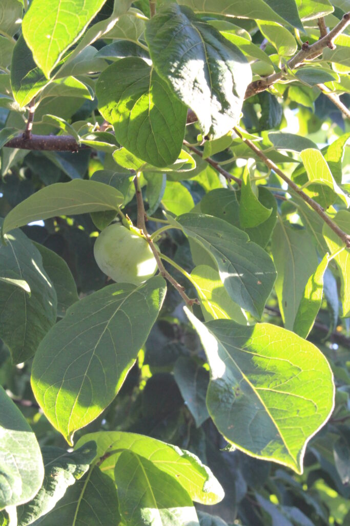 Persimmon - Image 4
