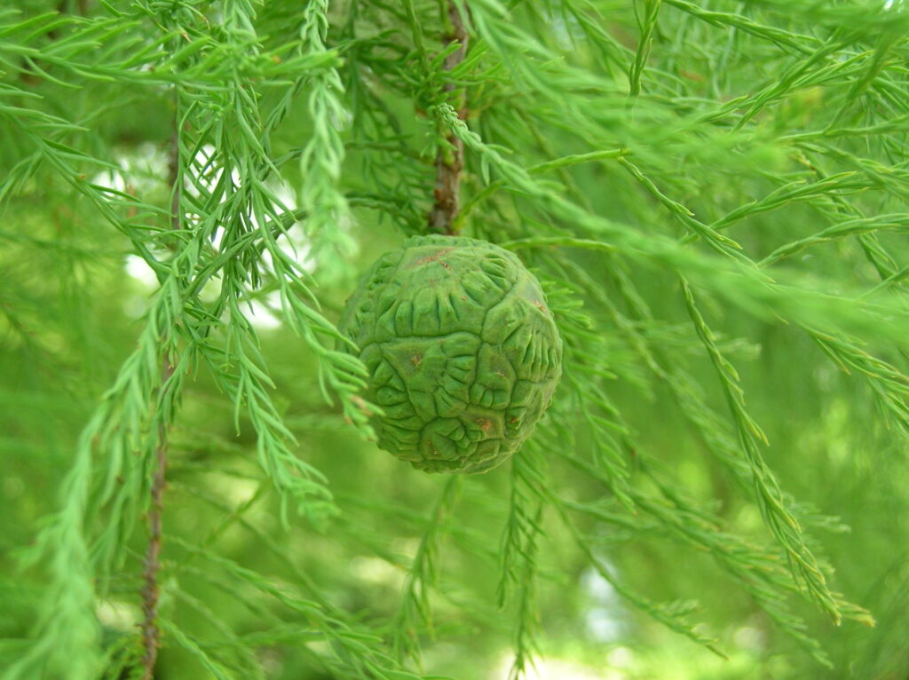 Pond Cypress - Image 6