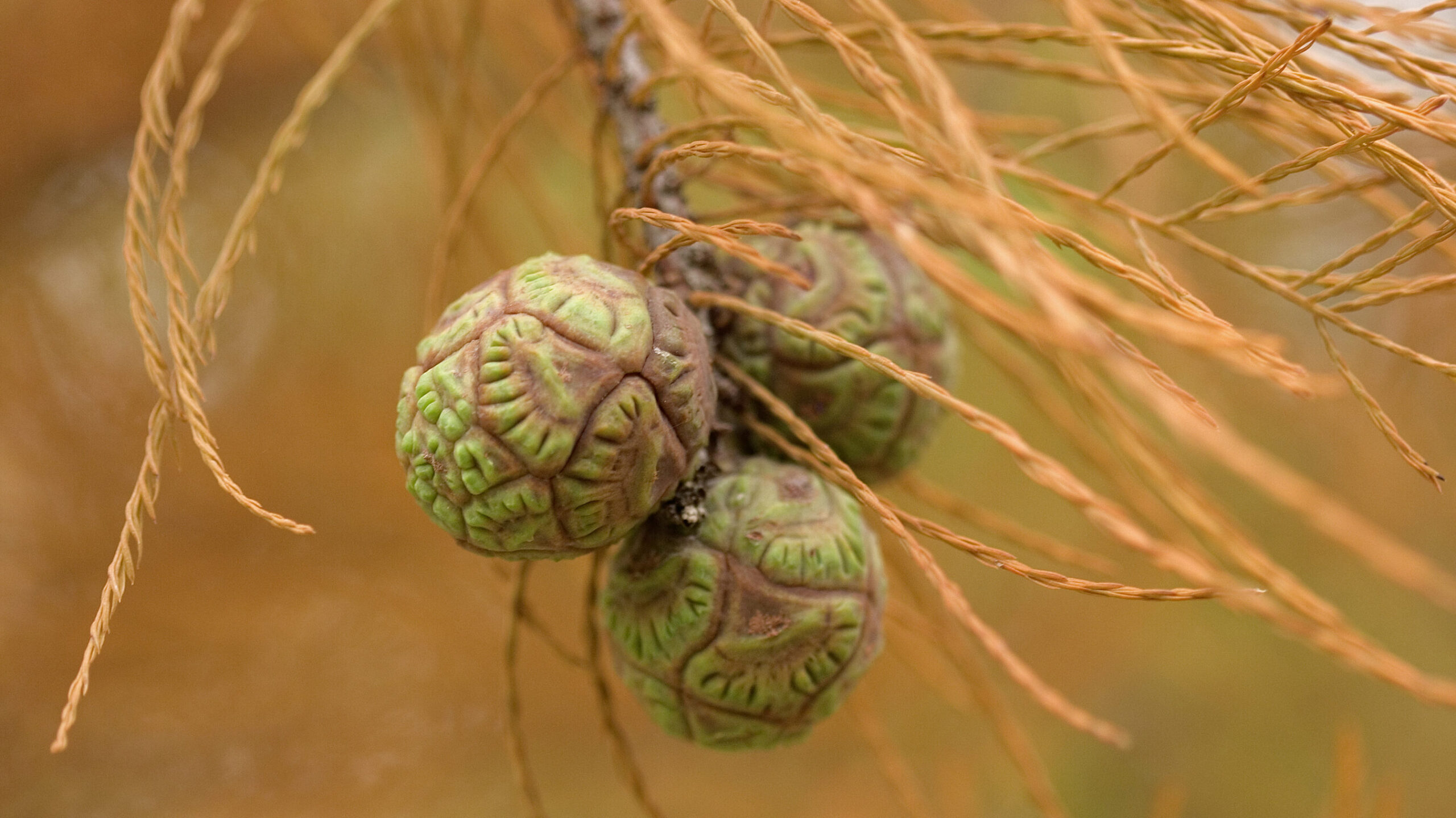 Pond Cypress - Image 7