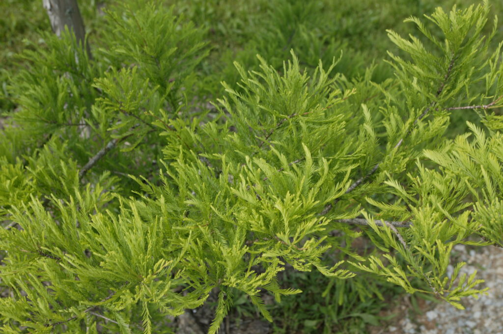 Pond Cypress - Image 5