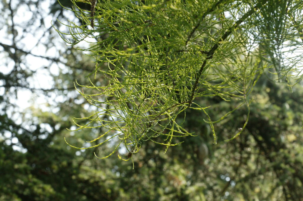 Pond Cypress - Image 4