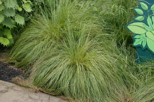 Prairie Dropseed