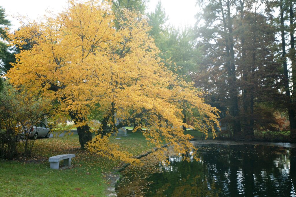 Yoshino Cherry - Image 2